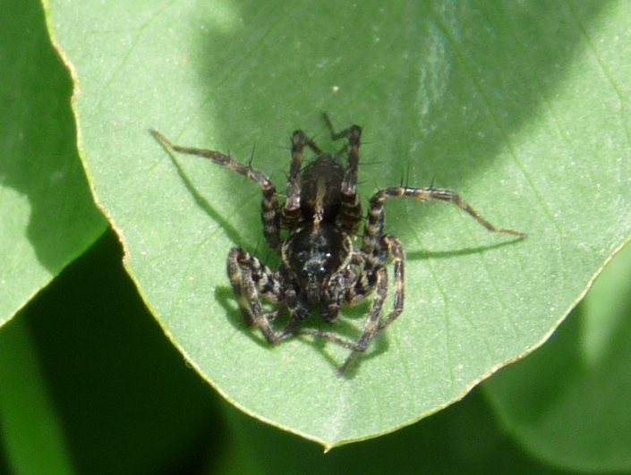 Pardosa sp.